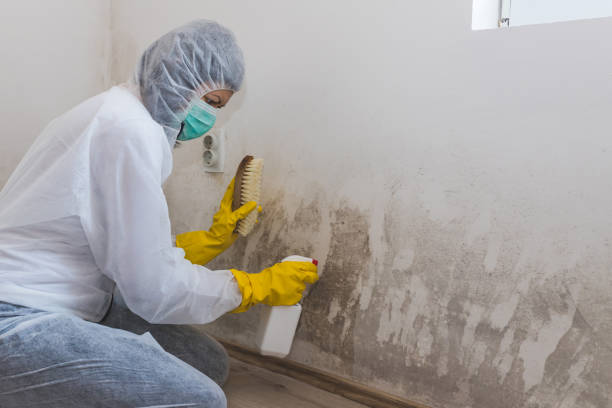 Reliable West Simsbury, CT Mold Remediation Solutions